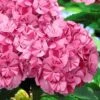 Sweet Fantasy Hydrangea - 1 Gallon Pot -Plant Shop Hydrangea Sweet Fantasy 5 1