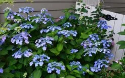 Twist-N-Shout Endless Summer Hydrangea - 3 Gallon Pot 11 Twist-N-Shout Endless Summer Hydrangea - 3 Gallon Pot -Plant Shop Hydrangea Twist N Shout Blue Flowers 3