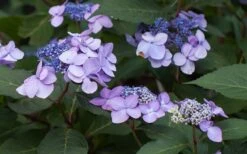 Twist-N-Shout Endless Summer Hydrangea - 3 Gallon Pot 13 Twist-N-Shout Endless Summer Hydrangea - 3 Gallon Pot -Plant Shop Hydrangea Twist N Shout Lavender Flowers 2