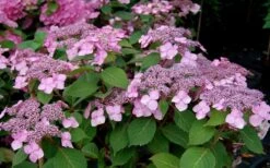 Twist-N-Shout Endless Summer Hydrangea - 3 Gallon Pot 12 Twist-N-Shout Endless Summer Hydrangea - 3 Gallon Pot -Plant Shop Hydrangea Twist N Shout Pink Flowers 2