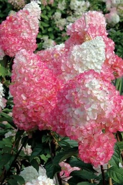 Vanilla Strawberry Hydrangea - 3 Gallon Pot -Plant Shop Hydrangea Vanilla Strawberry BS