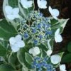 Mariesii Variegated Lacecap Hydrangea - 3 Gallon Pot 2 Mariesii Variegated Lacecap Hydrangea - 3 Gallon Pot -Plant Shop Hydrangea Variegated Mariesii 500x750 1