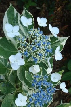 Mariesii Variegated Lacecap Hydrangea - 3 Gallon Pot