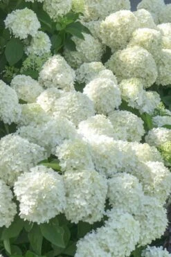 White Wedding Hydrangea - 2 Gallon Pot -Plant Shop Hydrangea White Wedding 5 x750