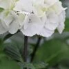 Zebra Hydrangea - 1 Gallon Pot -Plant Shop Hydrangea Zebra 500x750 1