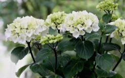 Zebra Hydrangea - 1 Gallon Pot -Plant Shop Hydrangea Zebra Flowers