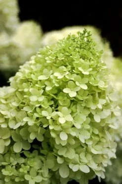 Limelight PeeGee Hydrangea - Single Trunk Topiary Tree - 5 Gallon Pot -Plant Shop Hydrangea limelightf BS