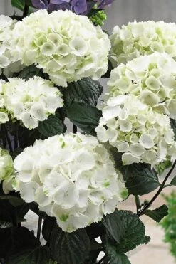Zebra Hydrangea - 1 Gallon Pot -Plant Shop Hydrangrea Zebra 12