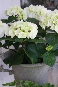 Zebra Hydrangea - 1 Gallon Pot -Plant Shop Hydrangrea Zebra 14