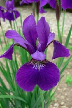 Caesar's Brother Siberian Iris - 6 Pack Of 1 Gallon Pots -Plant Shop Iris Caesars Brother 10 1
