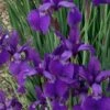 Caesar's Brother Siberian Iris - 6 Pack Of 1 Gallon Pots 1 Caesar's Brother Siberian Iris - 6 Pack Of 1 Gallon Pots -Plant Shop Iris Caesars Brother 13 1