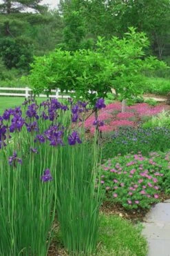 Caesar's Brother Siberian Iris - 6 Pack Of 1 Gallon Pots -Plant Shop Iris Caesars Brother 15 1