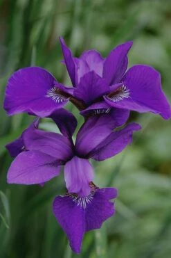 Caesar's Brother Siberian Iris - 1 Gallon Pot -Plant Shop Iris Caesars Brother 17