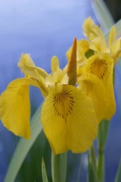 Yellow Flag Iris - 6 Pack Of 1 Gallon Pots -Plant Shop Iris Yellow Flag 2 1