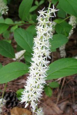 Henry's Garnet Virginia Sweetspire (Itea) - 7 Gallon Pot -Plant Shop Itea Henrys Garnet 10