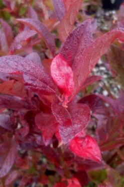 Henry's Garnet Virginia Sweetspire - Itea Virginica - 3 Gallon Pot -Plant Shop Itea Henrys Garnet 11 1