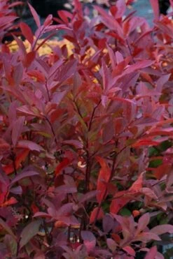 Henry's Garnet Virginia Sweetspire - Itea Virginica - 3 Gallon Pot -Plant Shop Itea Henrys Garnet 12 1