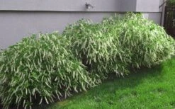 Henry's Garnet Virginia Sweetspire (Itea) - 7 Gallon Pot -Plant Shop Itea Henrys Garnet 15