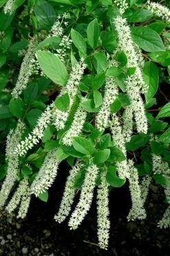 Henry's Garnet Virginia Sweetspire (Itea) - 7 Gallon Pot -Plant Shop Itea Henrys Garnet 21