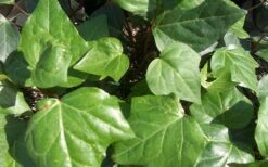 Algerian Ivy - Hedera Helix - 6 Pack Of Pint Pots -Plant Shop Ivy Algerian Closeup