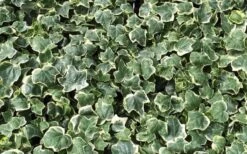 Anne Marie White Variegated Ivy (Hedera Helix) - 10 Count Flat Of Pint Pots -Plant Shop Ivy Anne Marie