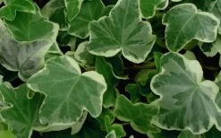 Anne Marie White Variegated Ivy (Hedera Helix) - 10 Count Flat Of Pint Pots -Plant Shop Ivy Anne Marie 50