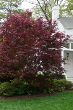 Bloodgood Red Leaf Japanese Maple - 5 Gallon Pot (6-7') 12 Bloodgood Red Leaf Japanese Maple - 5 Gallon Pot (6-7') -Plant Shop Japanese Maple Boodgood 20