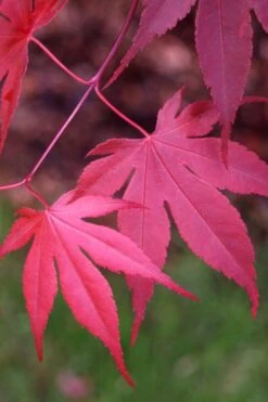 Bloodgood Red Leaf Japanese Maple - 5 Gallon Pot (6-7') 15 Bloodgood Red Leaf Japanese Maple - 5 Gallon Pot (6-7') -Plant Shop Japanese Maple Boodgood 22