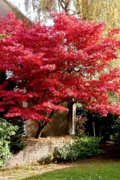 Bloodgood Red Leaf Japanese Maple - 5 Gallon Pot (6-7') 14 Bloodgood Red Leaf Japanese Maple - 5 Gallon Pot (6-7') -Plant Shop Japanese Maple Boodgood 23