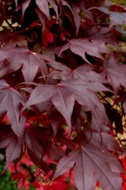 Bloodgood Red Leaf Japanese Maple - 5 Gallon Pot (6-7') 13 Bloodgood Red Leaf Japanese Maple - 5 Gallon Pot (6-7') -Plant Shop Japanese Maple Boodgood 24
