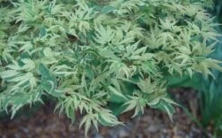 Butterfly Japanese Maple - 5 Gallon Pot -Plant Shop Japanese Maple Butterfly 3