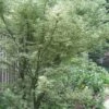 Butterfly Japanese Maple - 2 Gallon Pot -Plant Shop Japanese Maple Butterfly 5 2