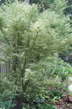 Butterfly Japanese Maple - 2 Gallon Pot