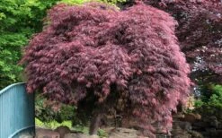 Crimson Queen Dwarf Japanese Maple - 3 Gallon Pot 15 Crimson Queen Dwarf Japanese Maple - 3 Gallon Pot -Plant Shop Japanese Maple Crimson Queen 22
