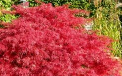 Crimson Queen Dwarf Japanese Maple - 3 Gallon Pot 13 Crimson Queen Dwarf Japanese Maple - 3 Gallon Pot -Plant Shop Japanese Maple Crimson Queen 51