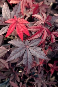 Emperor 1 Japanese Maple - 1 Gallon Pot -Plant Shop Japanese Maple Emperor 1 500x750 1