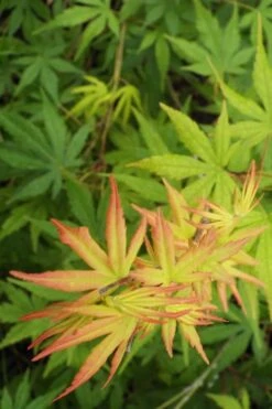 Glowing Embers Japanese Maple - 3 Gallon Pot -Plant Shop Japanese Maple Glowing Embers 6