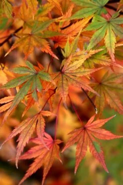 Glowing Embers Japanese Maple - 3 Gallon Pot -Plant Shop Japanese Maple Glowing Embers 7