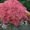 Hana Matoi Pink Leaf Japanese Maple - Acer Palmatum - 5 Gallon Pot 2 Hana Matoi Pink Leaf Japanese Maple - Acer Palmatum - 5 Gallon Pot -Plant Shop Japanese Maple Hana Matoi 10