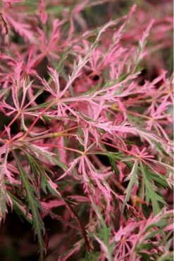 Hana Matoi Pink Leaf Japanese Maple - Acer Palmatum - 5 Gallon Pot -Plant Shop Japanese Maple Hana Matoi Leaves Closeup
