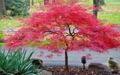 Inaba Shidare Red Japanese Maple - 5 Gallon Pot (3-4') -Plant Shop Japanese Maple Inaba Shidare 2