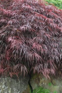 Inaba Shidare Red Japanese Maple - 5 Gallon Pot (2-3') -Plant Shop Japanese Maple Inaba Shidare 5 1