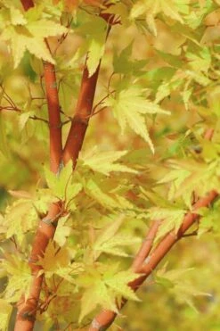Japanese Sunrise Japanese Maple - 3 Gallon Pot 11 Japanese Sunrise Japanese Maple - 3 Gallon Pot -Plant Shop Japanese Maple Japanese Sunrise Bark 500x700 1