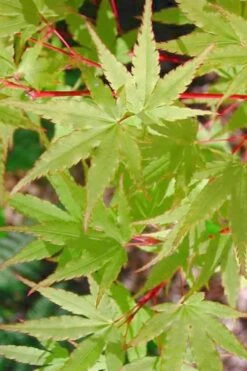 Japanese Sunrise Japanese Maple - 3 Gallon Pot 10 Japanese Sunrise Japanese Maple - 3 Gallon Pot -Plant Shop Japanese Maple Japanese Sunrise Spring 500x700 1