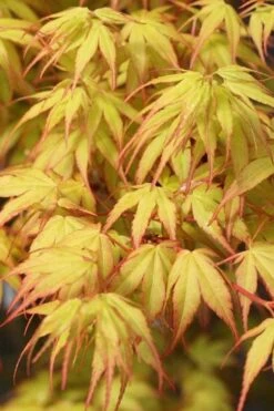 Katsura Japanese Maple - 3 Gallon Pot -Plant Shop Japanese Maple Katsura 1