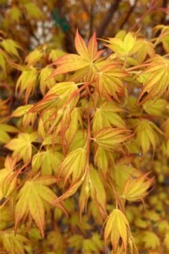 Katsura Japanese Maple - 3 Gallon Pot -Plant Shop Japanese Maple Katsura 4