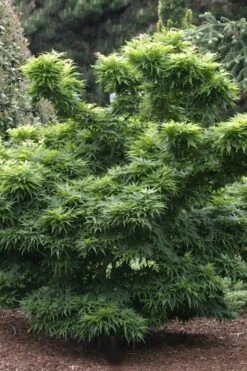 Mikawa Yatsubusa Japanese Maple - 3 Gallon Pot -Plant Shop Japanese Maple Mikawa Yatsubusa 8