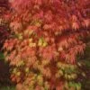 Orange Flame Japanese Maple - 3 Gallon Pot 1 Orange Flame Japanese Maple - 3 Gallon Pot -Plant Shop Japanese Maple Orange Flame 10 1