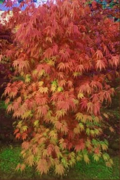Orange Flame Japanese Maple - 1 Gallon Pot