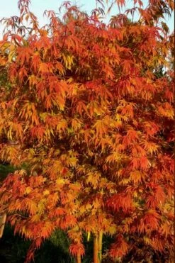 Orange Flame Japanese Maple - 1 Gallon Pot -Plant Shop Japanese Maple Orange Flame 12